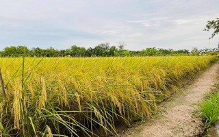 Giá lúa gạo hôm nay ngày 4/12: Giá lúa giảm 100 đồng/kg