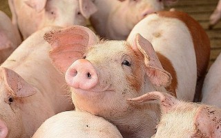 Giá lợn hơi hôm nay 4/12: Giảm từ 1.000 - 2.000 đồng/kg tại nhiều địa phương