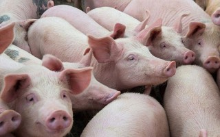 Giá lợn hơi hôm nay 28/12: Tăng mạnh trở lại, đạt mốc 80.000 đồng/kg
