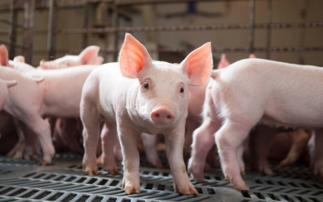 Giá lợn hơi hôm nay 14/11: Tăng, giảm trong phạm vi hẹp